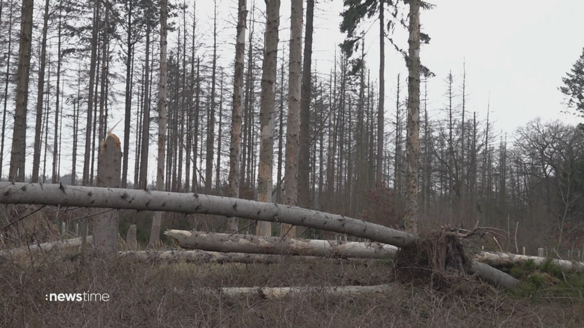 Experten schlagen Alarm: Deutsche Wälder leiden unter Klimawandel