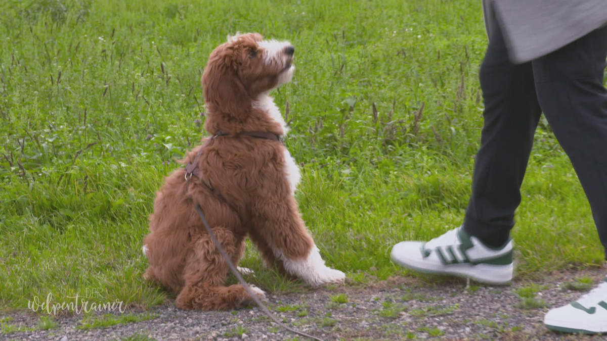 Geh an den Rand: mit Körpersprache den Hund an die Seite schicken