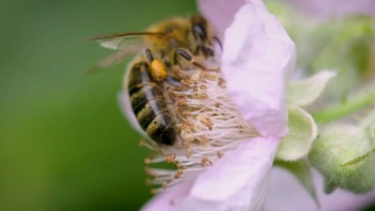 Neuer Virustyp bedroht die Honigbiene