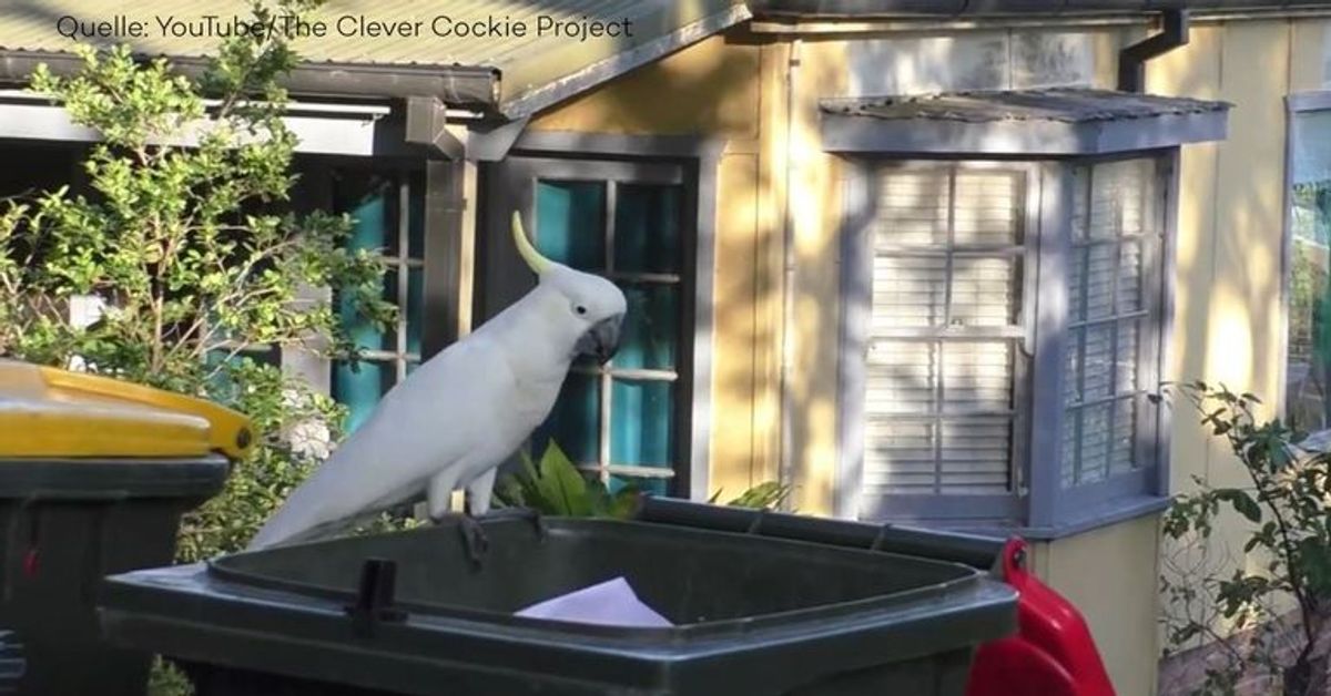 Clevere Kakadus plündern Mülltonnen in Australien