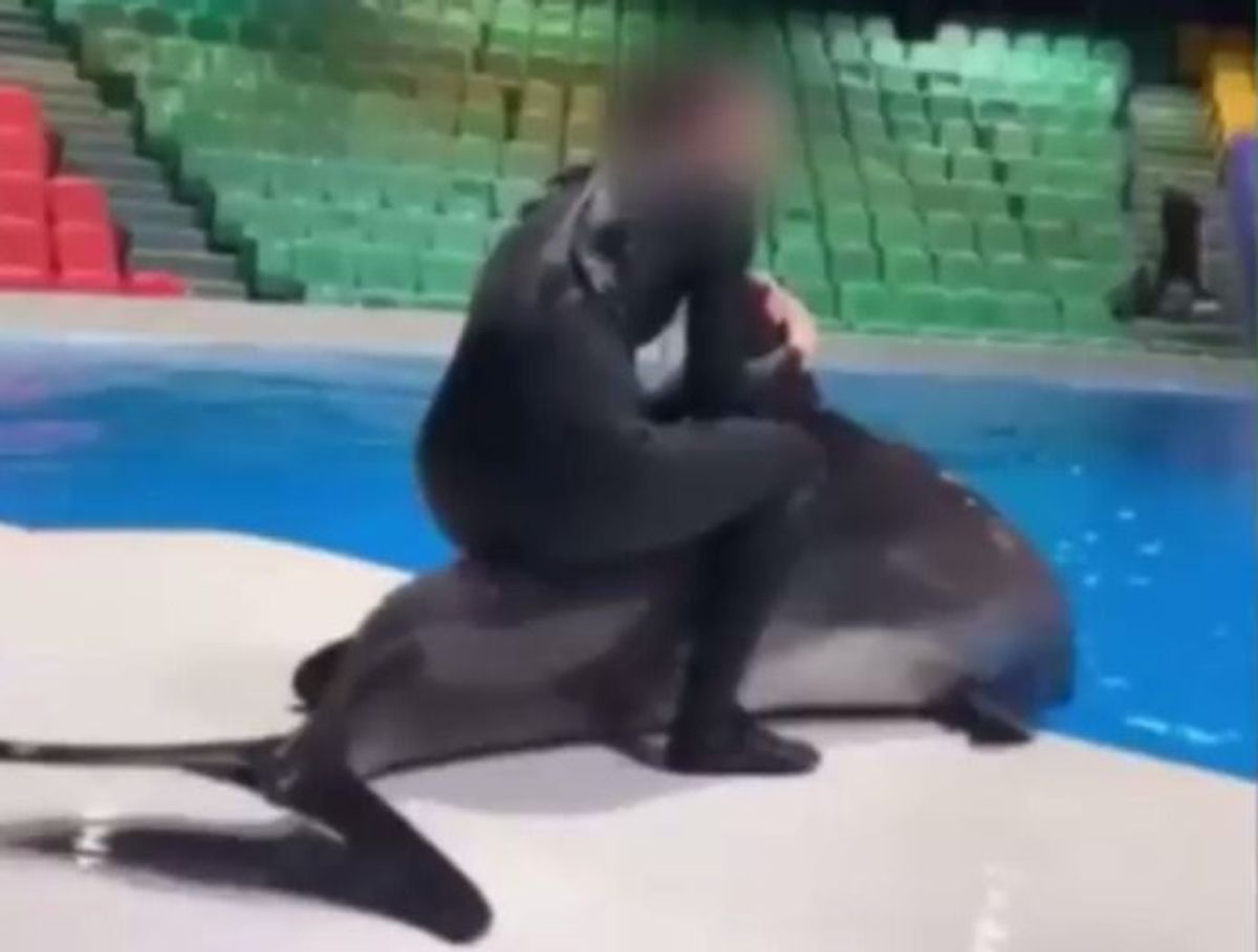 "Tierquälerei": Video zeigt, wie Trainerin auf Delfin reitet