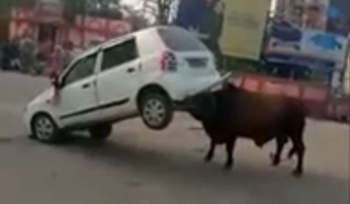 Video: Wütender Stier nimmt Auto auf die Hörner