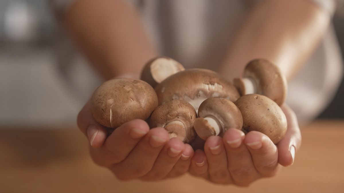 FAQ Champignons: Wieso es manchmal doch auf die Größe ankommt