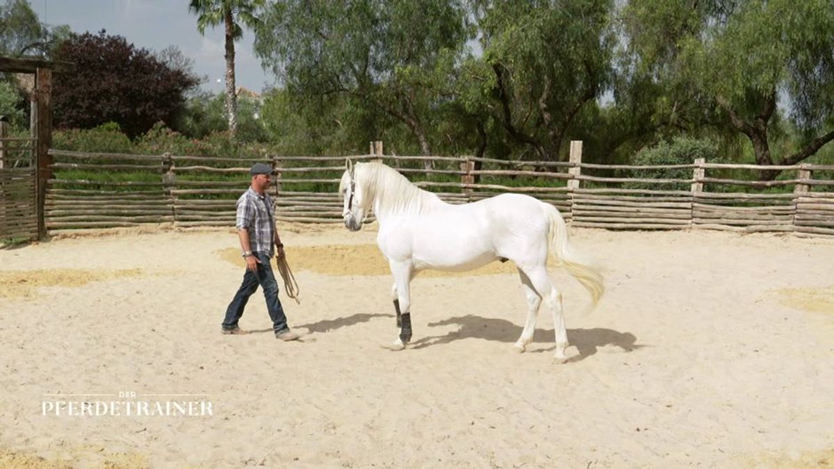 Merlin und Guason: Zwei Pferde, zwei Probleme - Können die Pferdetrainer helfen?