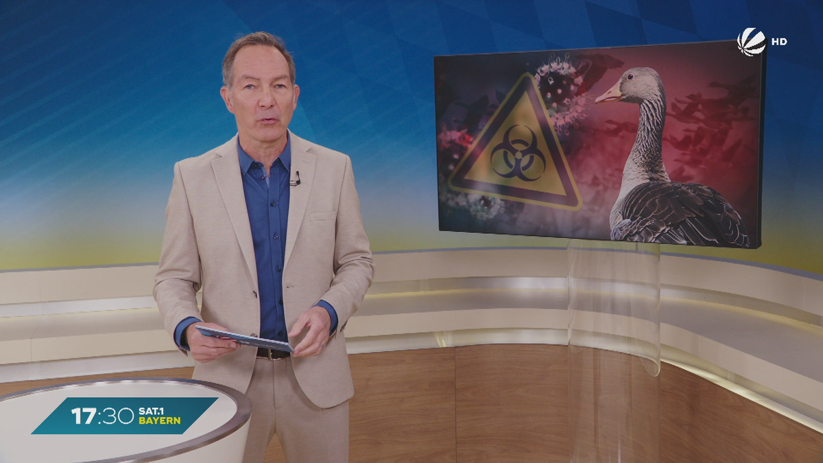 Vogelgrippe in Oberbayern: Fünf infizierte Wildgänse bei Mühldorf