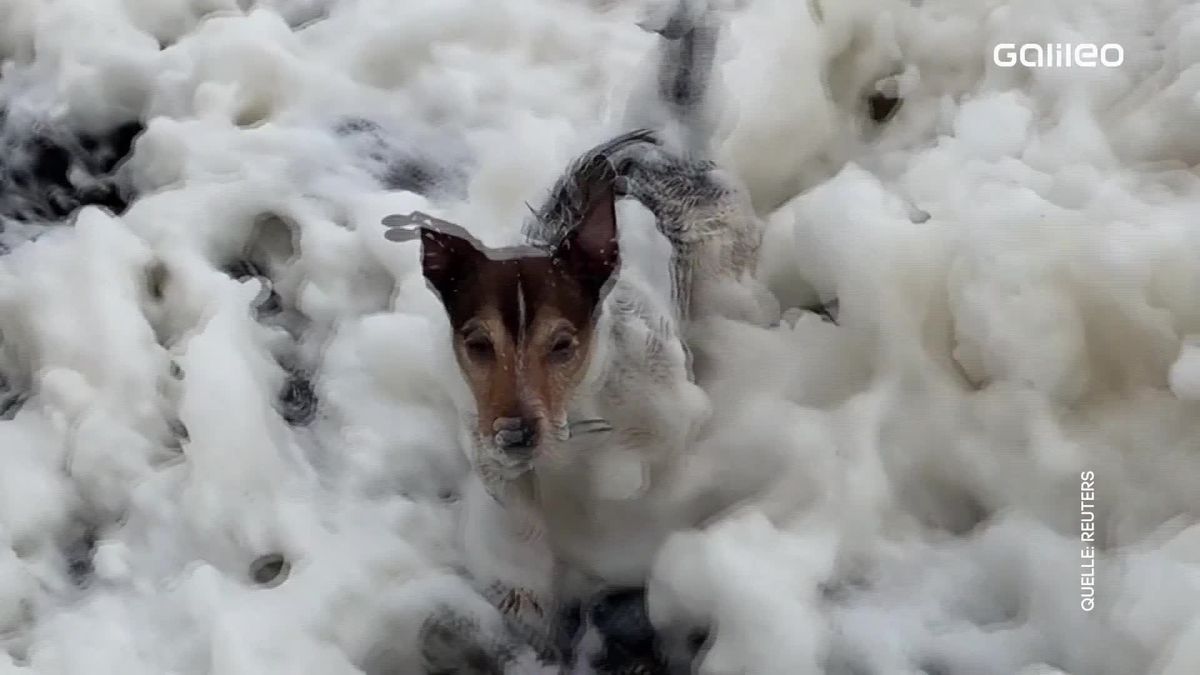 Clips der Woche: Von Katzen, Lockdown-Rennfahrern und Schaumschlägern