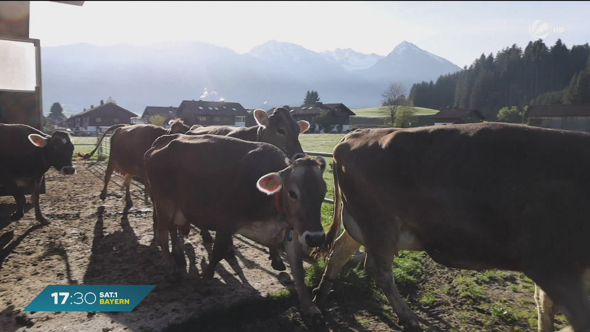 Alpsommer-Bilanz im Allgäu: Rund 29.000 Jungrinder auf Hochweiden