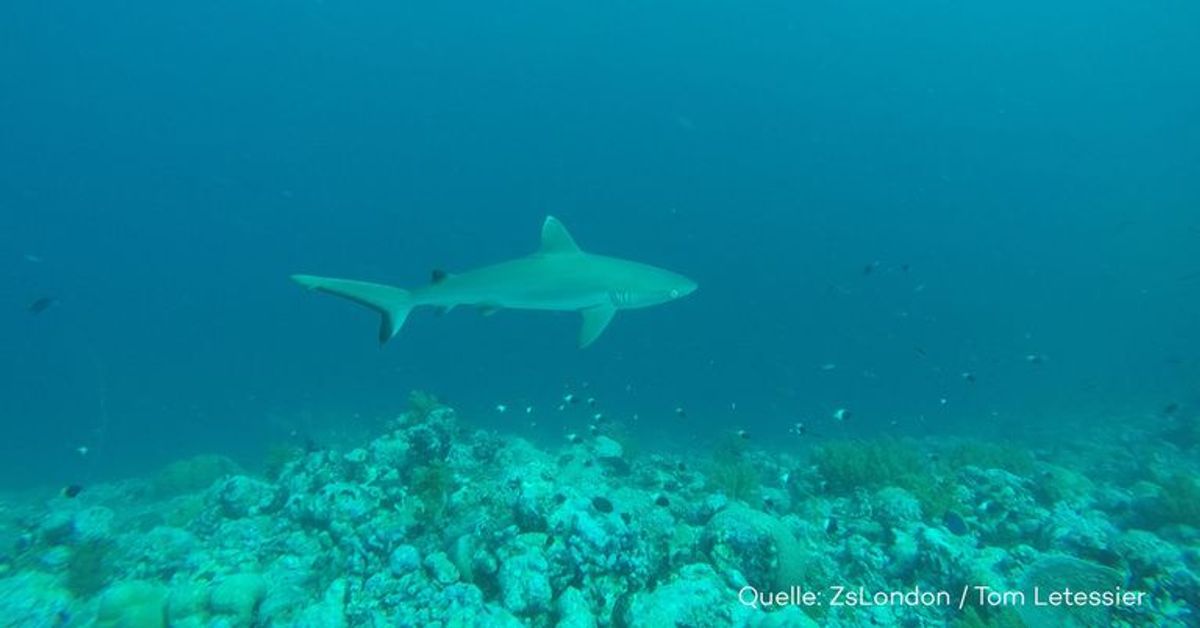 Atemberaubend: Silberhaie und Mantarochen kommen einem Taucher ganz nah