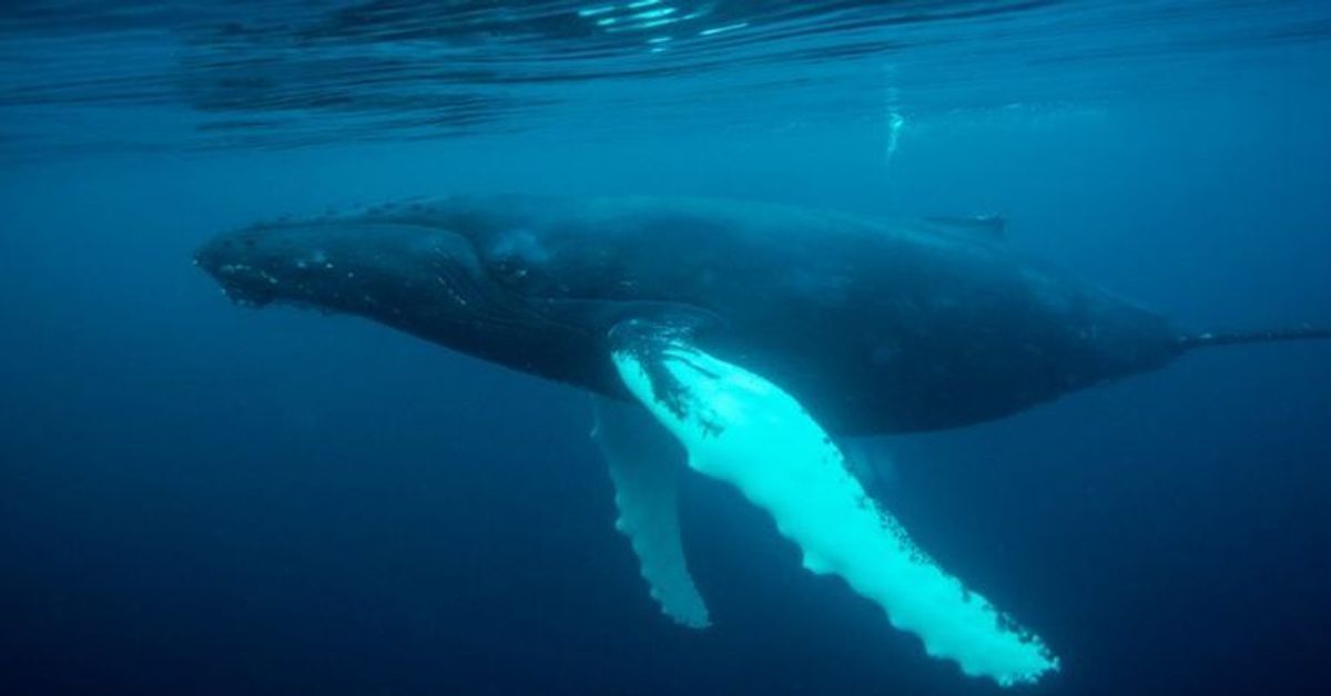Beeindruckende Aufnahmen: Hier taucht ein riesiger Buckelwal unter einem Segelschiff