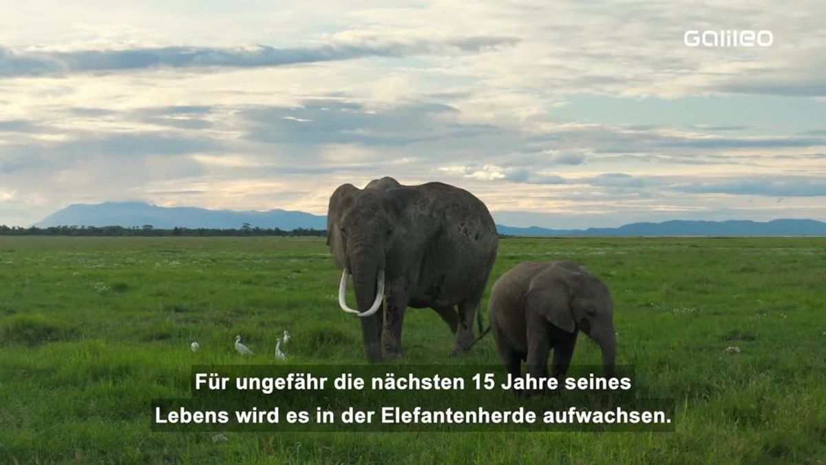 Elefanten: Riesig, unglaublich sozial und Vegetarier