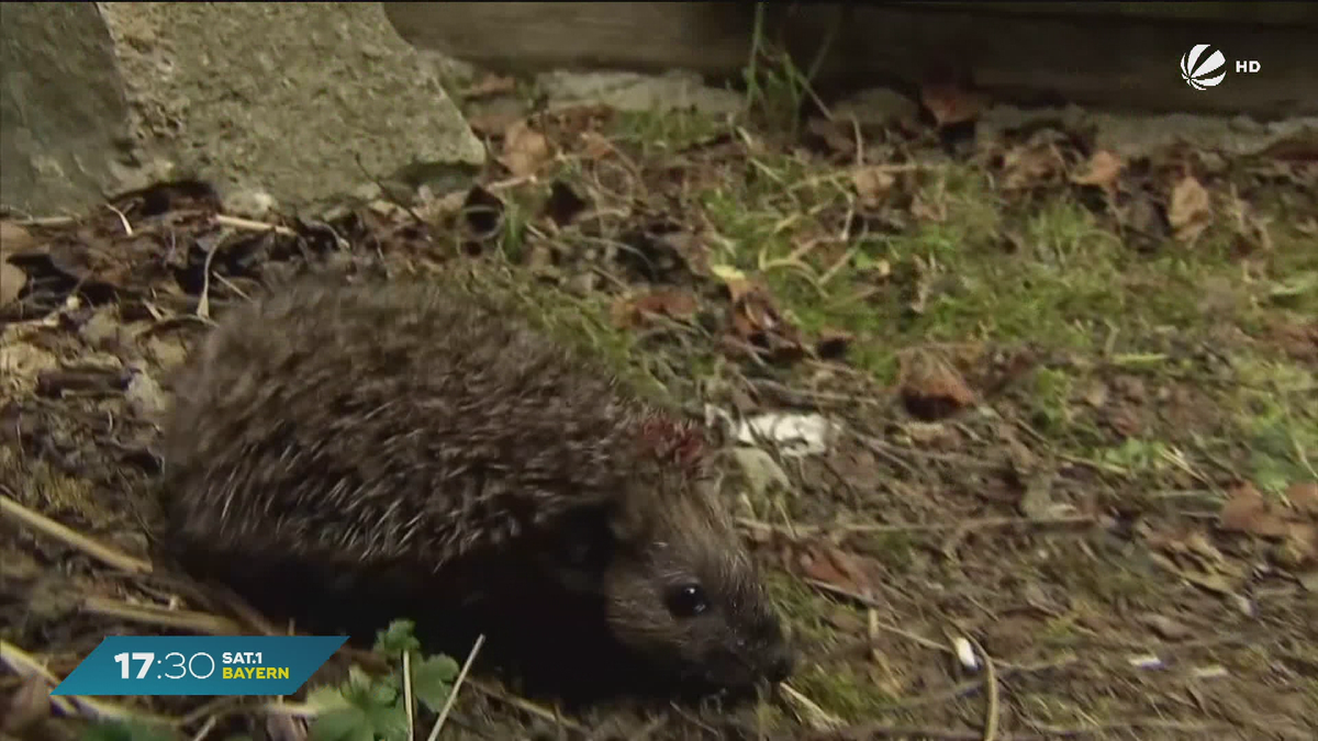 Weniger Igel in Bayern: Mit der Igel-Challenge helfen