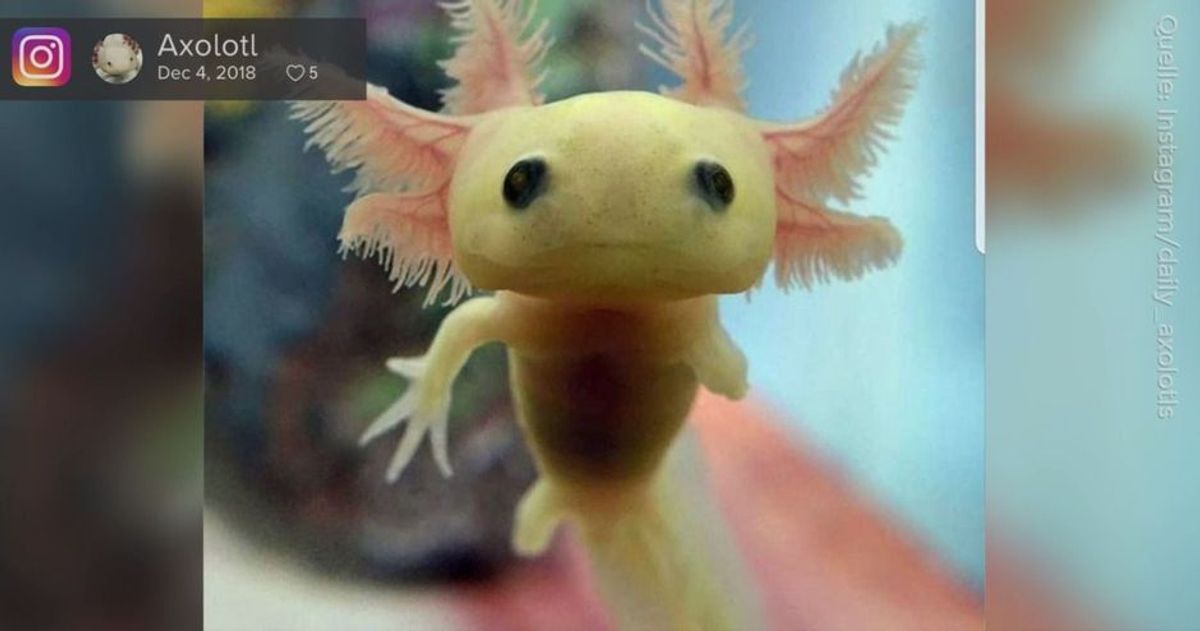 Axolotl: Das sind die süßesten Wasserbewohner