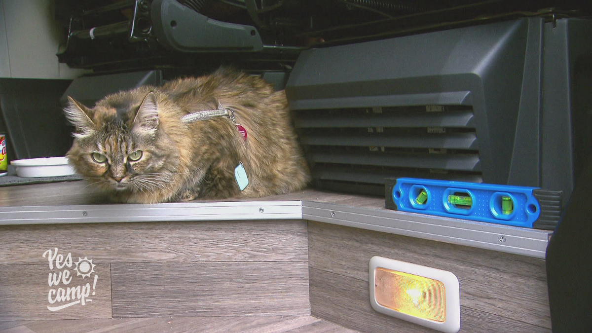 Campen mit Katze und Wasserwage