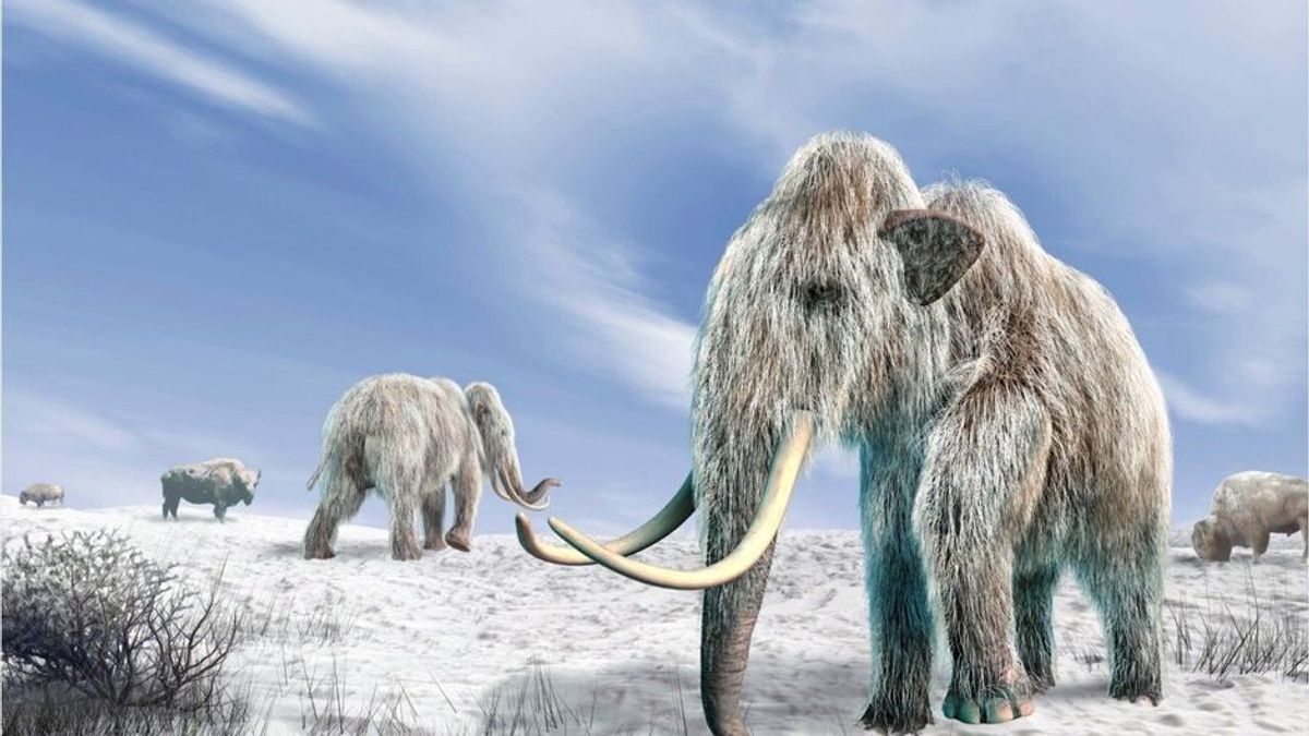 Finanzierung steht: Forscher wollen Mammut zurückholen