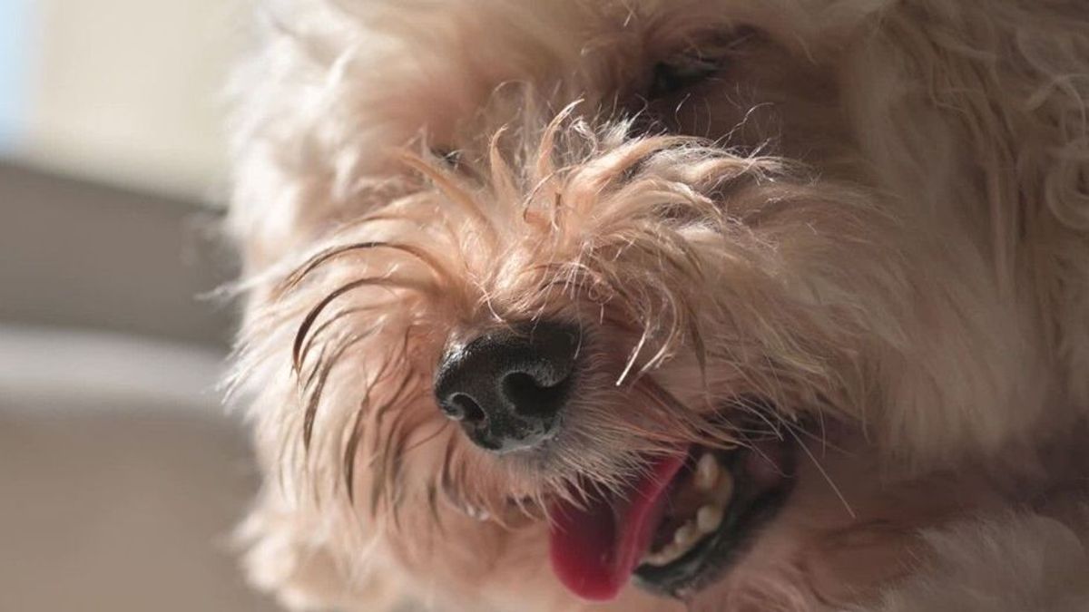 Dieser Hitze-Trick kann für Hunde tödlich enden