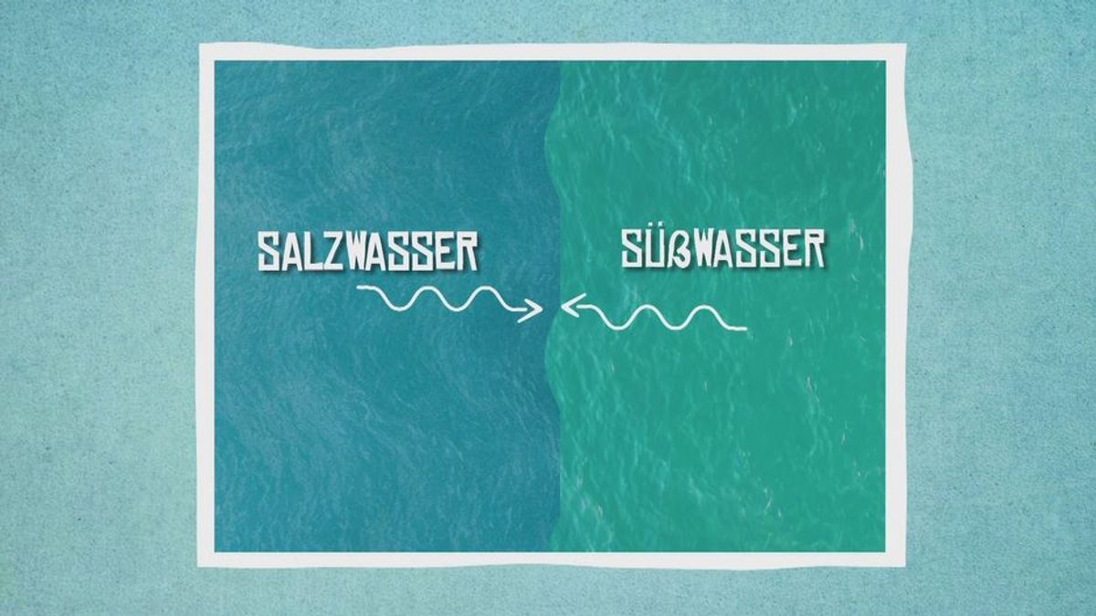 WIDL: Salzwasser trifft auf Süßwasser