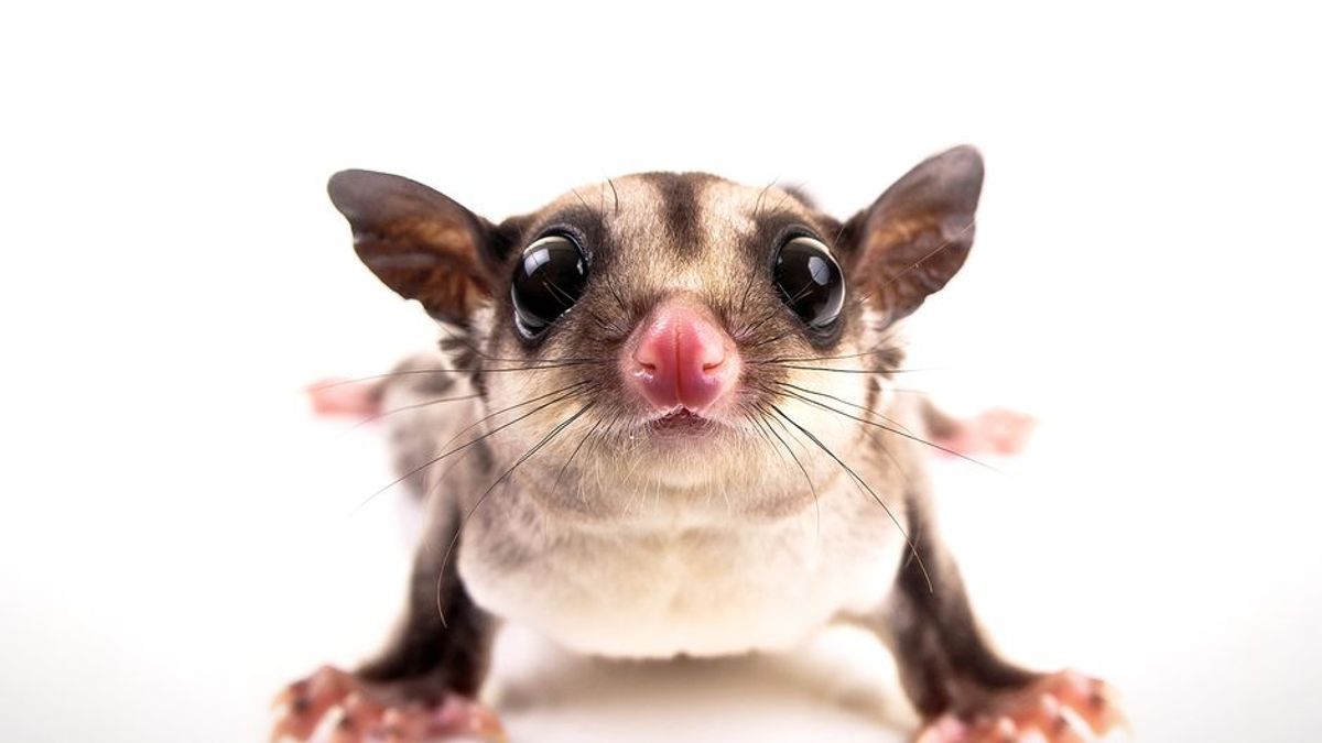 Sugar Glider als Haustier? Besser nicht!