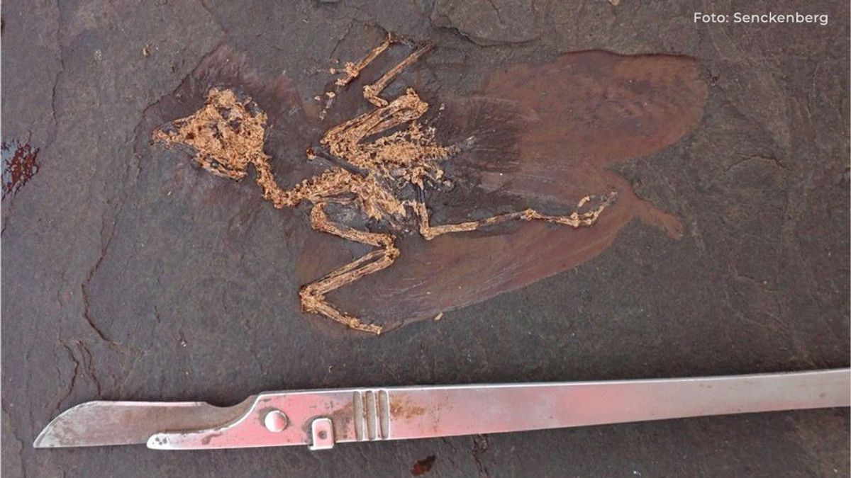 In Deutschland: Bislang unbekannte Vogelart entdeckt
