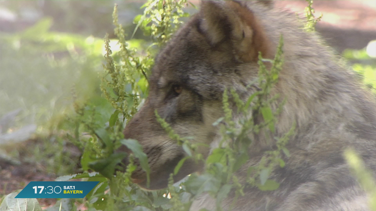 Wölfe in Bayern: Wie problematisch sind die Tiere?