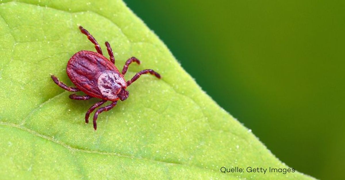 Wurdest du auf einer Wiese gestochen? Das könnten Grasmilben sein