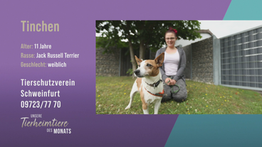 Für Liebesbedürftige: Jack Russell Terrier Tinchen 