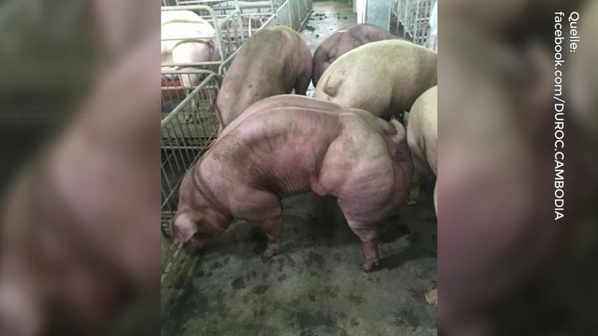 Dieser Mann züchtet riesige Mutanten-Schweine - die Bilder sind einfach nur gruselig