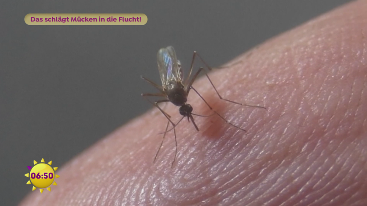 Das schlägt Mücken in die Flucht! Tipps von Charlotte Karlinder