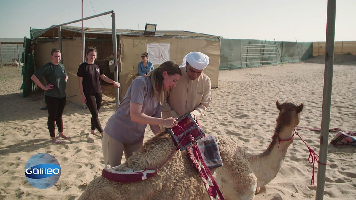 Auf dem Rücken der Kamele: Dubais deutsche Kameltrainerin