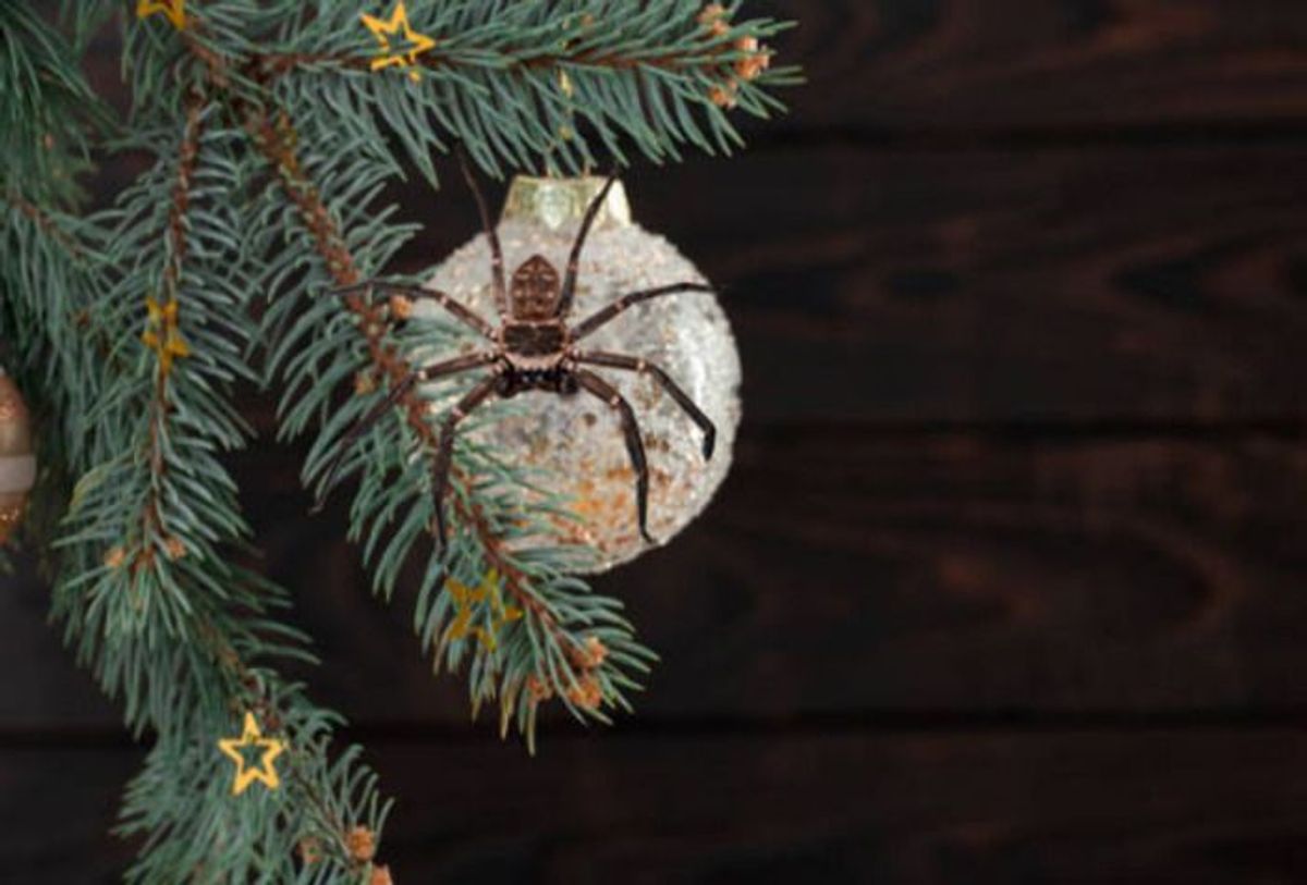 Igitt! Diese Insekten verstecken sich im Weihnachtsbaum