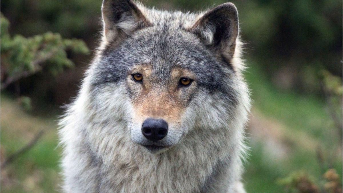 Erneut Wolf in Deutschland gesichtet: Warum sich das Tier bei uns wieder wohl fühlt