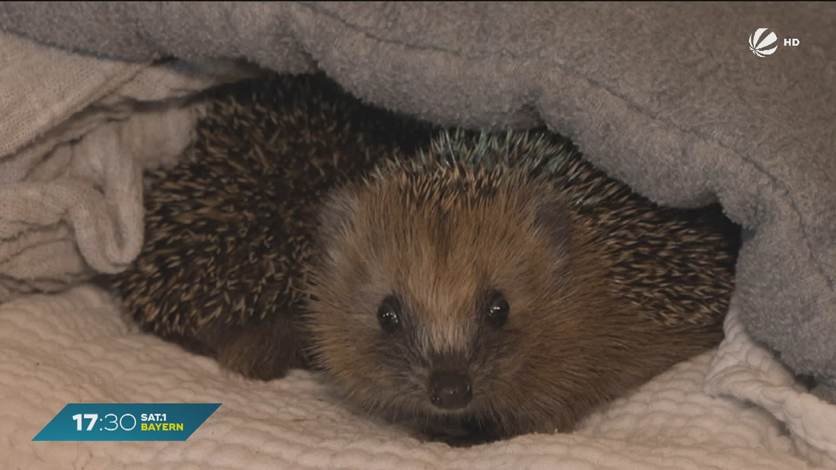 Igelbabys in Not: Volle Igel-Auffangstation in Weiding