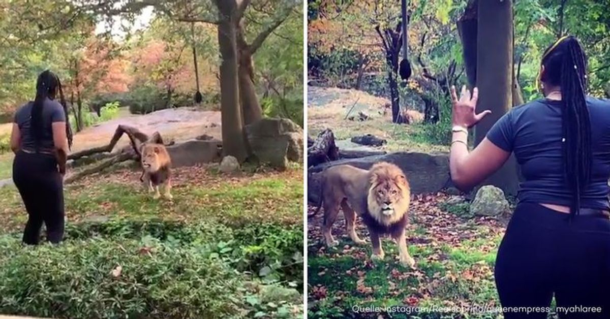 Schock-Video aus New York: Frau steigt in Bronx-Zoo in Löwengehege