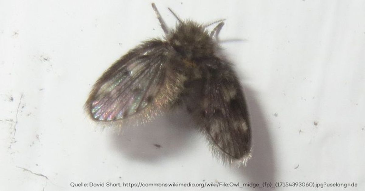 Schmetterlingsmücke: Vor diesen Insekten musst du dich hüten