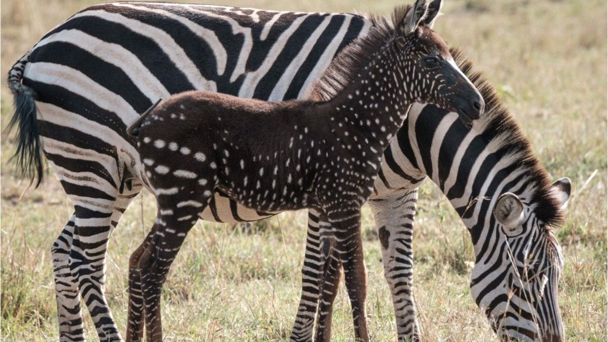 Unglaubliche Aufnahmen: Gepunktetes Zebra entdeckt