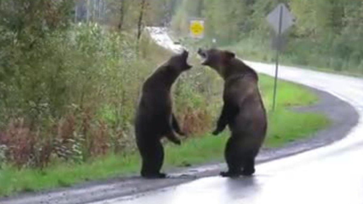 Mitten auf dem Highway: Zwei Grizzlys kämpfen und ein Wolf schaut zu