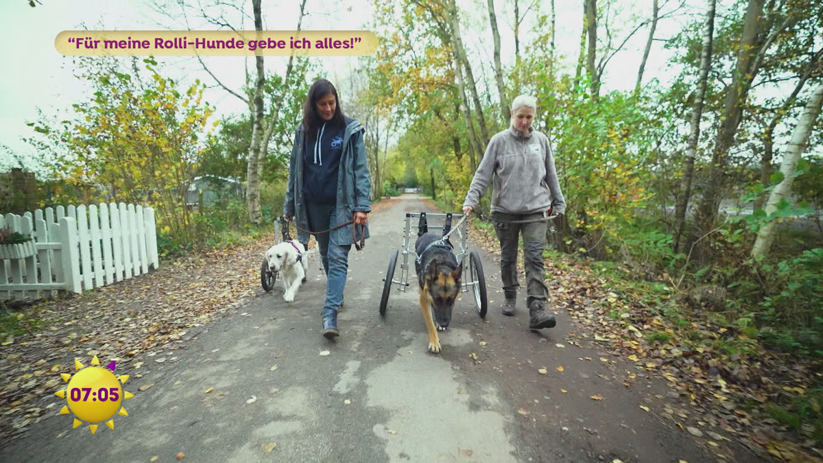 "Für meine Rolli-Hunde gebe ich alles"