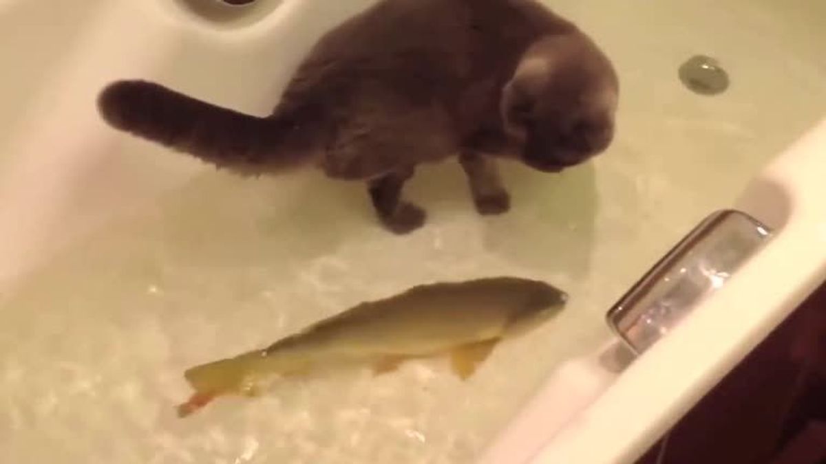 Katze plantscht friedlich mit Fisch