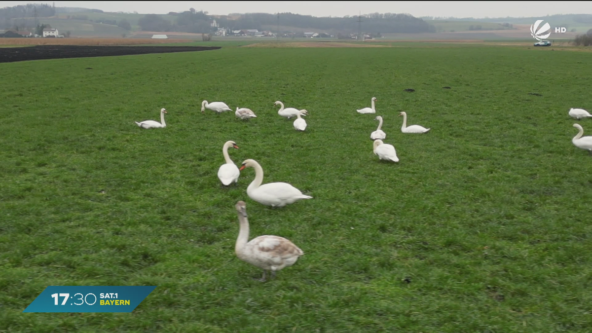 Wachsende Vogelgrippe-Gefahr in Bayern: Das sollten Sie beachten