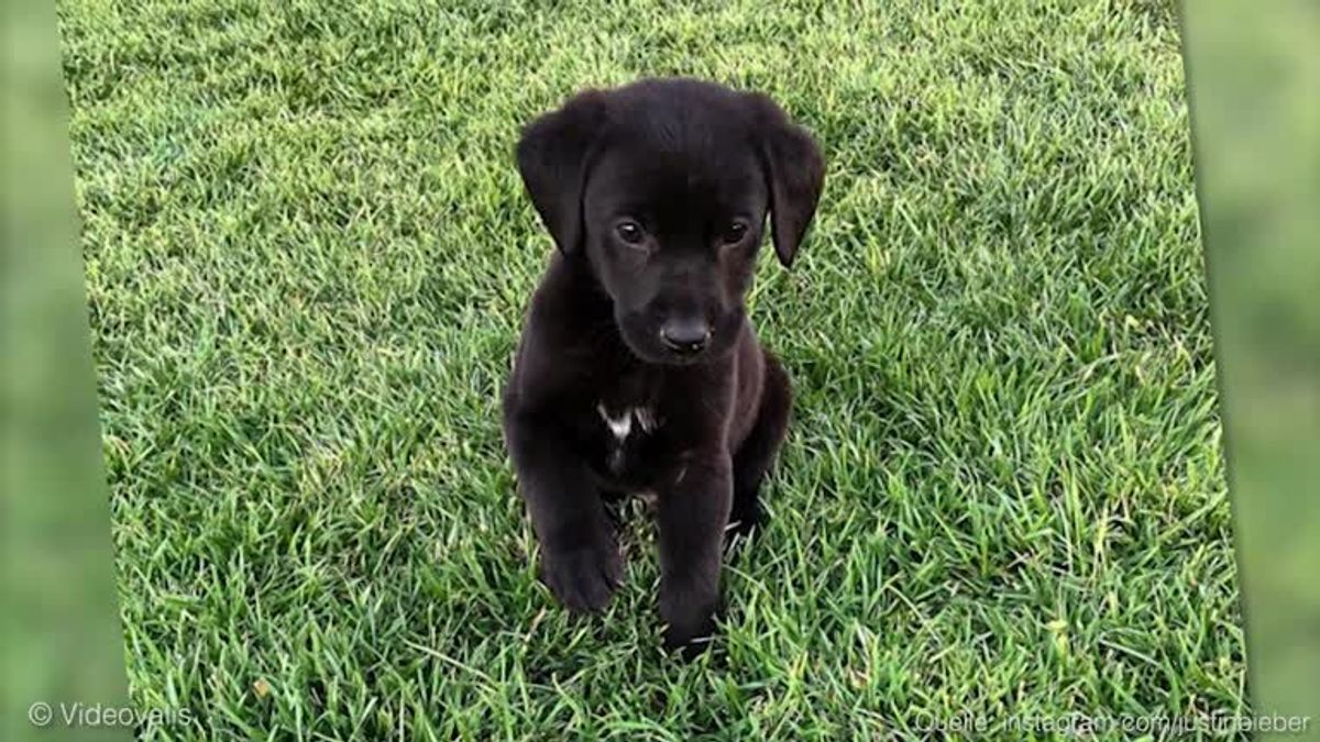 Puppy Bowl: Justin Biebers Welpe ist Rookie of the Year