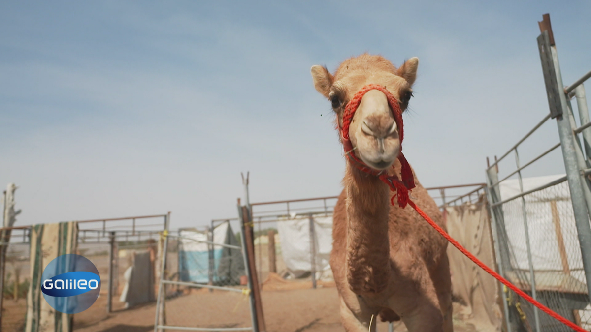 Was ist für die Menschen im Oman im Alltag wichtig?