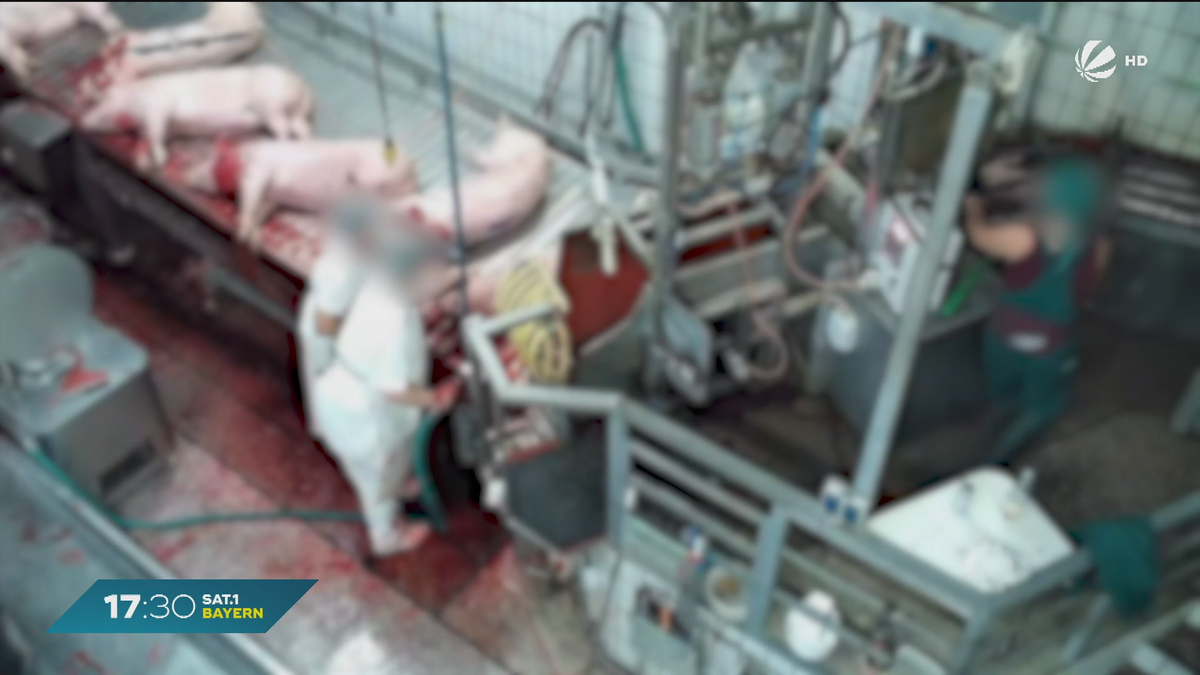 Tierschutz-Delikte in Bayern: Über 1.000 Verstöße gemeldet