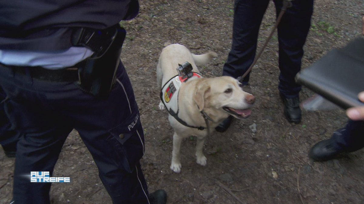 Hundestaffel sucht vermisstes Mädchen