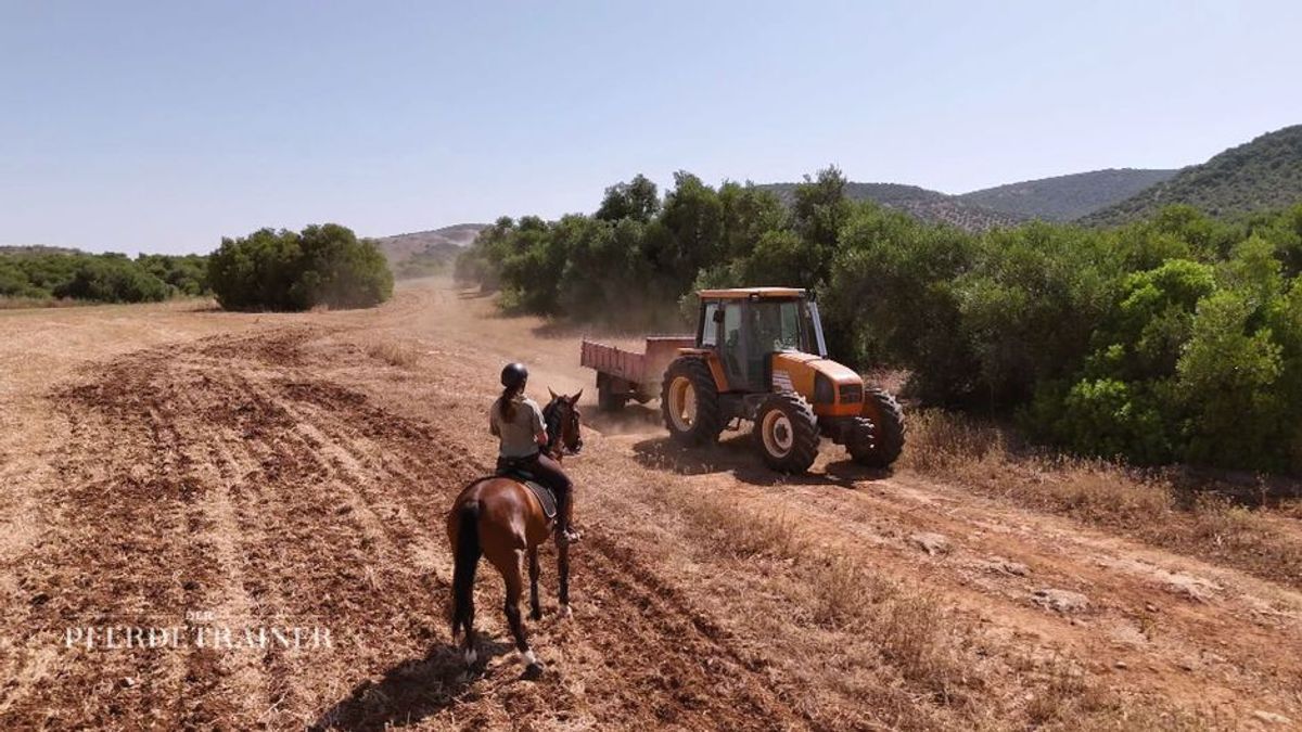 Zurück zur Gelassenheit: Andaluza bleibt trotz lautem Traktor tiefenentspannt!