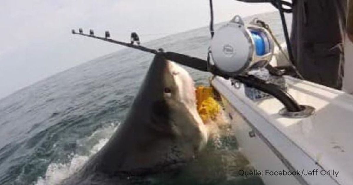 Unfassbar: Angler von riesigem Weißen Hai überrascht