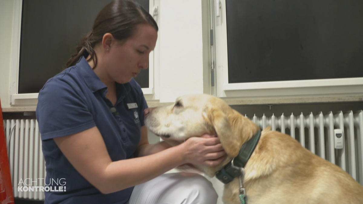 Komplikationen nach OP an der Harnblase? - Tierklinik Haar