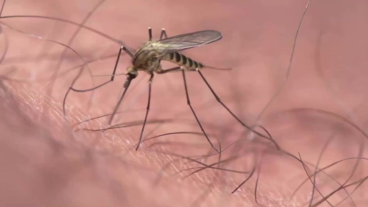 Besorgniserregender Bericht: So gefährlich sind Mücken dieses Jahr