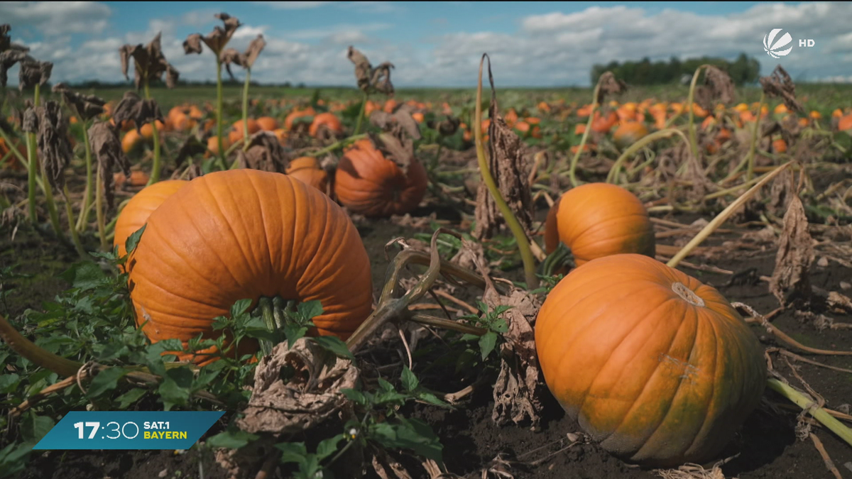 Goldener Herbst in Bayern: Jetzt kommt der Kürbis ganz groß raus