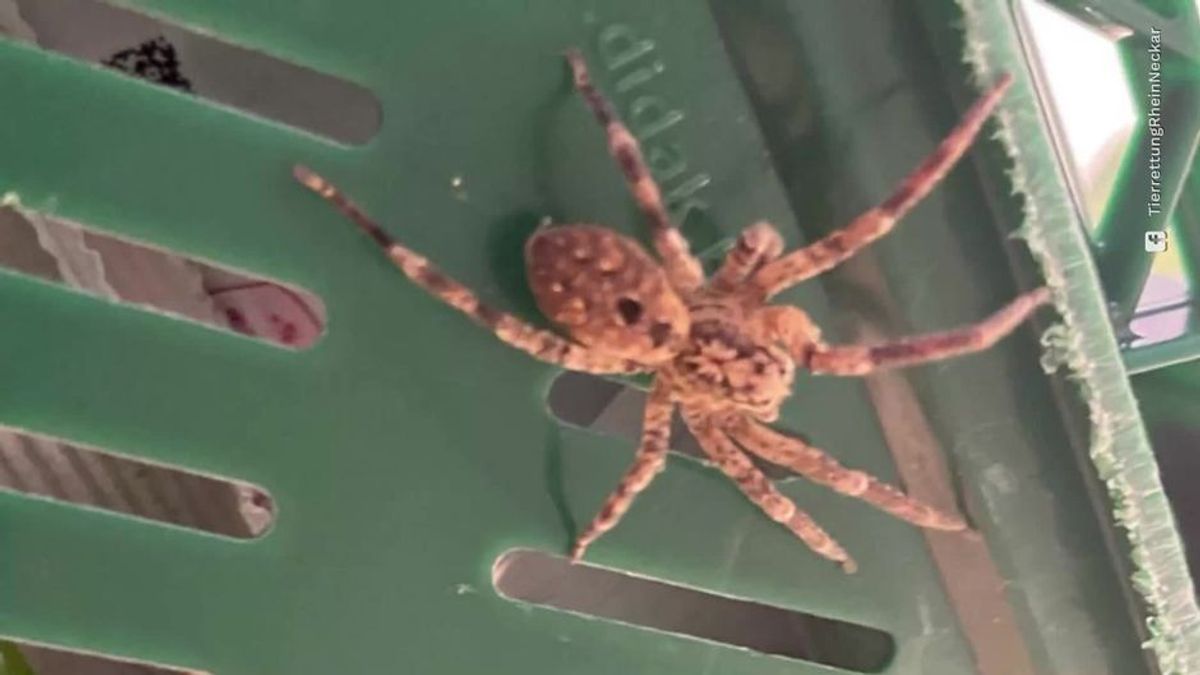 Horror-Fund in Heidelberg: Spinne in Supermarkt löst Panik aus