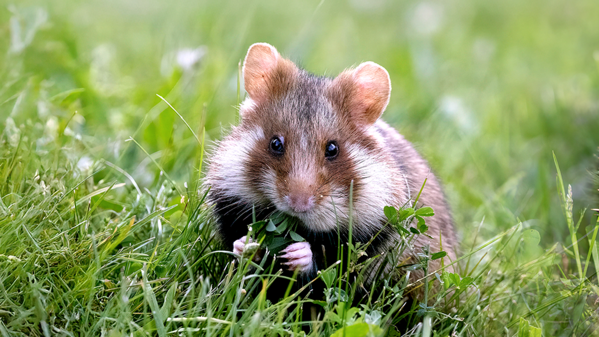 Tag der Artenvielfalt: Rettet die Tiere
