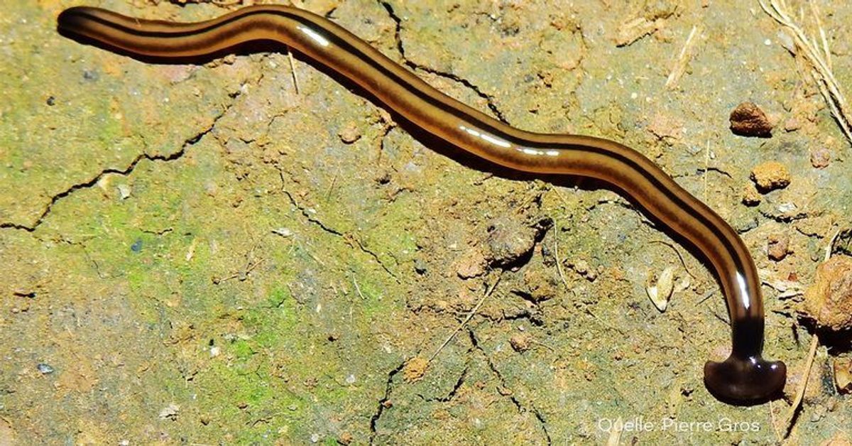 Riesige Killer-Würmer mit einer faszinierenden Superkraft breiten sich in Frankreich aus